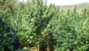 Ρόδος: Καλλιεργητές είχαν στήσει «ζούγκλα» από χασισόδεντρα