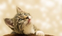 Κτηνωδία στον Άγιο Δημήτριο – Γάτα βρέθηκε απαγχονισμένη με αυτοσχέδια θηλιά