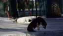 Ο δήμος Δάφνης-Υμηττού γιορτάζει την Κυριακή την Παγκόσμια Ημέρα Αδέσποτών Ζώων