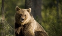 Βουλγαρία: Το καταφύγιο αρκούδας στη Μπελίτσα ανοίγει ξανά τις πύλες του