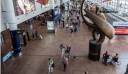 Εντοπίστηκαν στο αεροδρόμιο των Βρυξελλών πασχαλινά κουνελάκια που θα μετατρέπονταν σε χάπια έκσταση