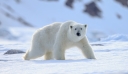 Αλάσκα: Πολική αρκούδα επιτέθηκε και σκότωσε μια γυναίκα και ένα αγόρι