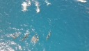 Κολυμβητές «παρενοχλούσαν δελφίνια» στη Χαβάη