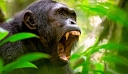 Αττικό Ζωολογικό Πάρκο: Σκότωσαν χιμπατζή που διέφυγε – Σφοδρές αντιδράσεις στο Twitter