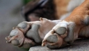 Οργή στον Βόλο: Πρόστιμο 30.000 σε 56χρονο για θανάτωση σκύλου με φόλα