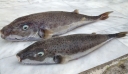 Ψαράδες ζητούν την επικήρυξη των λαγοκέφαλων στην Κάλυμνο
