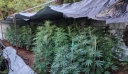 Συνελήφθη χασισοκαλλιεργητής μέσα σε φυτεία με 235 δενδρύλλια στην Κορινθία
