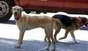 Πρόστιμο 30.000 ευρώ σε κάτοικο του Λαγκαδά γιατί σκότωσε αδέσποτο σκύλο που του επιτέθηκε