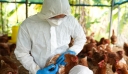 Η «πιο καταστροφική» γρίπη των πτηνών πλήττει την Ευρώπη: Πάνω από 50 εκατ. πουλιά σφαγιάστηκαν σε 37 χώρες