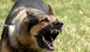 Καλαμάτα: Σκληρές εικόνες από επίθεση σκύλων σε 34χρονη – «Νόμιζα ότι θα με σκοτώσουν»
