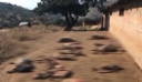 Κοζάνη: Αγέλη λύκων κατασπάραξε κοπάδι με πρόβατα – Δείτε βίντεο