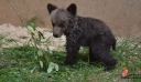 Ισπανία: Οι αρχές αναζητούν θηλυκή αρκούδα που χωρίστηκε από το μικρό της