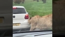 Το τελευταίο είδος ζώου που θες να είναι πεινασμένο έξω από το αυτοκίνητό σου
