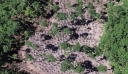 Λάρισα: Χασισοφυτεία «μαμούθ» με χιλιάδες δενδρύλλια – Είχε έκταση 7 στρεμμάτων