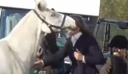Σάλος μετά την κακοποίηση αλόγου στη Βρετανία