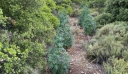 «Δάσος» με 182 χασισόδεντρα σε περιοχή της Κορινθίας