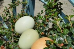 Αρκαδία: Δείτε τα πράσινα αυγά που γεννούν σε ένα χωριό οι κότες