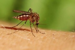 Εφαρμογή στο Ίντερνετ μας λέει τις ώρες που τσιμπάνε τα κουνούπια