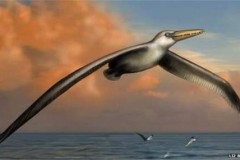 Ερευνητές βρήκαν το απολίθωμα από το μεγαλύτερο πτηνό που έζησε ποτέ στη Γή