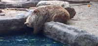 Video: Αρκούδα σώζει παγιδευμένο κοράκι σε ζωολογικό κήπο