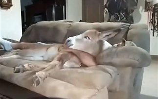 Ένα γάιδαρος στον καναπέ
