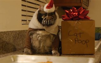 Οι γιορτές του γάτου Bane