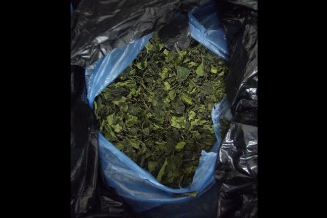 Εμπορεύονταν δεκάδες κιλά του αφρικανικού ναρκωτικού "KHAT" και τα έστελναν μέσω Ελλάδας στις ΗΠΑ
