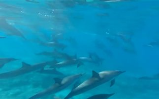 Κολυμπώντας μαζί με δελφίνια