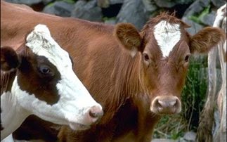 Πιθανό κρούσμα της νόσου των τρελών αγελάδων στη Νορβηγία
