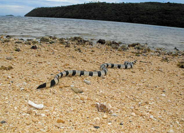 Ζευγάρι πόζαρε με το πιο δηλητηριώδες φίδι στον κόσμο [pics]