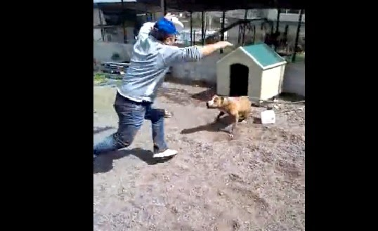 Ελληνάρας κοροιδεύει δεμένο pit bull αλλά αυτό λύθηκε και… δείτε τι έγινε!! [βίντεο]