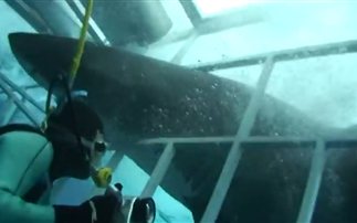 Πόσο προστατεύει το κλουβί από ένα λευκό καρχαρία