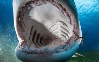 Στο στόμα του καρχαρία