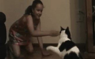 Η εκδίκηση της γάτας
