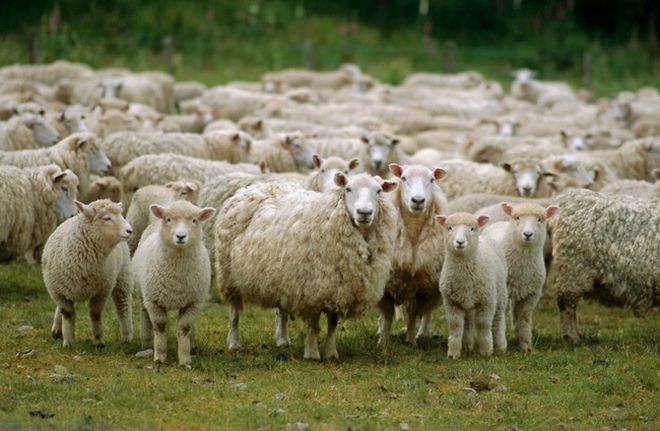 Έγκλημα και τιμωρία: Στα 30.000 ευρώ το πρόστιμο σε Λαρισαίο οδηγό φορτηγού που κακοποίησε πρόβατο