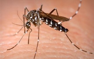 Πρόβλημα με την καταπολέμηση κουνουπιών στον Έβρο