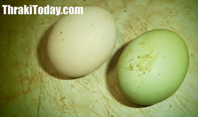 Καλό Πάσχα!! Κότες στην Ξάνθη γεννούν πράσινα αυγά