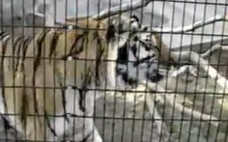 Μην ενοχλείς ποτέ μία τίγρη