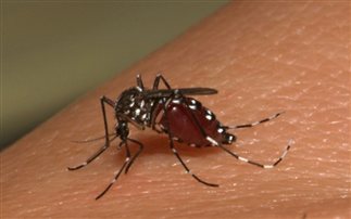 Τα κουνούπια… έλκονται από τα γονίδια – Υγεία