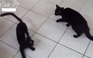 Όταν οι γάτες συναντάνε ψεύτικες γάτες