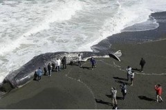 Στην ξηρά τεράστια φάλαινα που έφερε τραύμα στο κεφάλι – Καλιφόρνια
