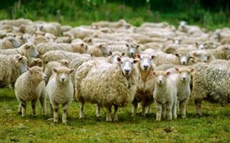 Οι ράμπο του ΣΔΟΕ φυλάνε πρόβατα