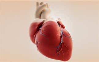 Θεαματική αναγέννηση κυττάρων καρδιάς – Υγεία