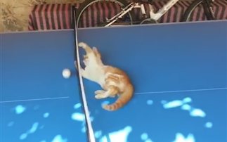 Γάτες αστέρια στο πινγκ πονγκ