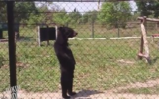 Η αρκούδα που περπατάει σαν άνθρωπος