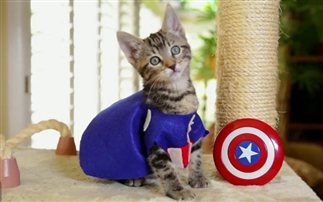 Αν οι Avengers ήταν γάτες