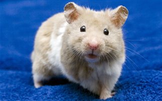 Ποντίκια με αμνησία απέκτησαν ξανά μνήμες – Υγεία
