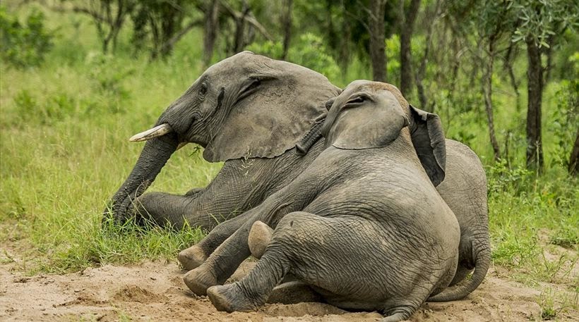 Μεθυσμένοι ελέφαντες… [pics]