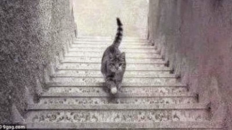 Η φωτογραφία που διχάζει το διαδίκτυο – Τελικά, η γάτα ανεβαίνει ή κατεβαίνει..; [βίντεο]
