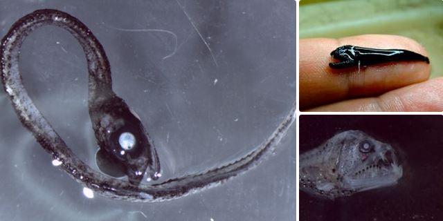 (Pics) Επιστήμονες ανακάλυψαν ένα περίεργο μαύρο ψάρι με τρομακτικά δόντια!!